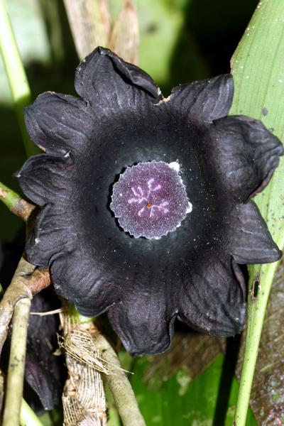 New Plant With Nearly Black Flower