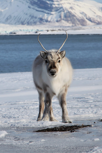 Reindeer on Svalbard