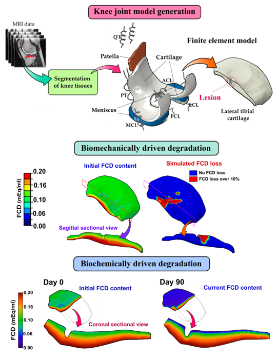 Biomechanical and inflammatory mechanisms implemented into computer models of knee joint cartilage degradation