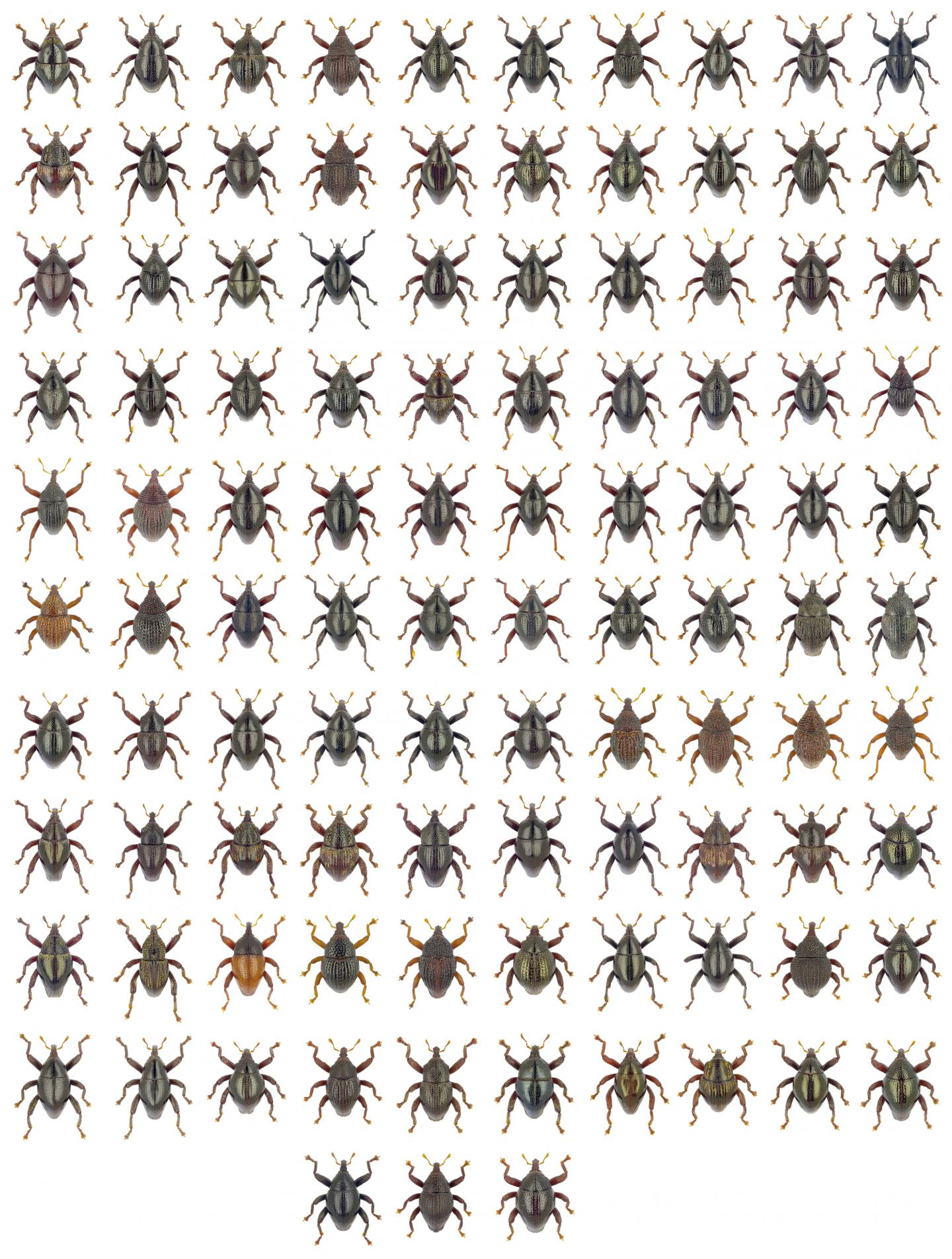 103 New Weevil Species