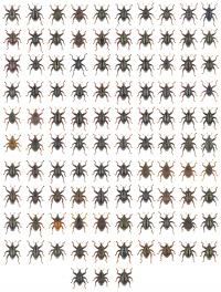 103 New Weevil Species