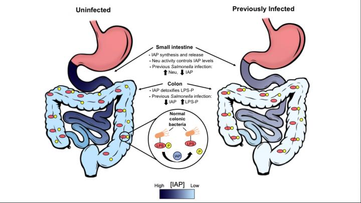 Anatomy of Inflammation Due to Repeated Food Poisoning in the Intestinal Tract