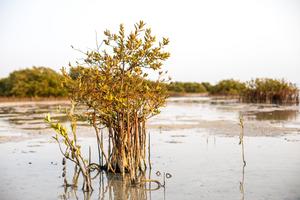 Mangrove microbes to munch on plastic