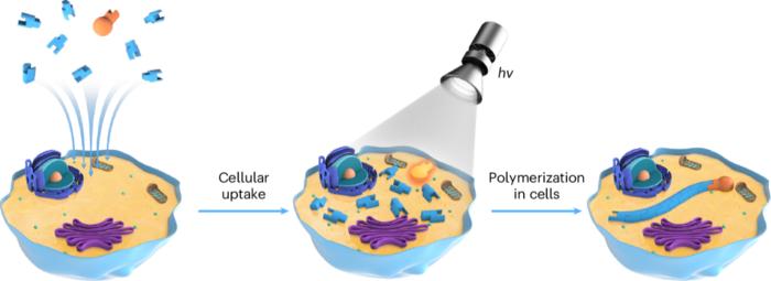 Light-mediated intracellular polymerization.