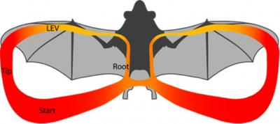 Aerodynamics of Bat Flight at Slow Speeds
