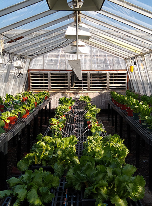 Lettuce Could Protect Astronauts’ Bones on Mars Trip