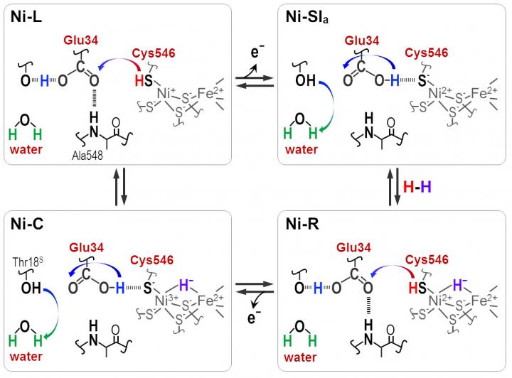 Active Site