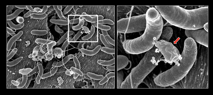 Vibrio cholerae’s growth and competition on natural surfaces.