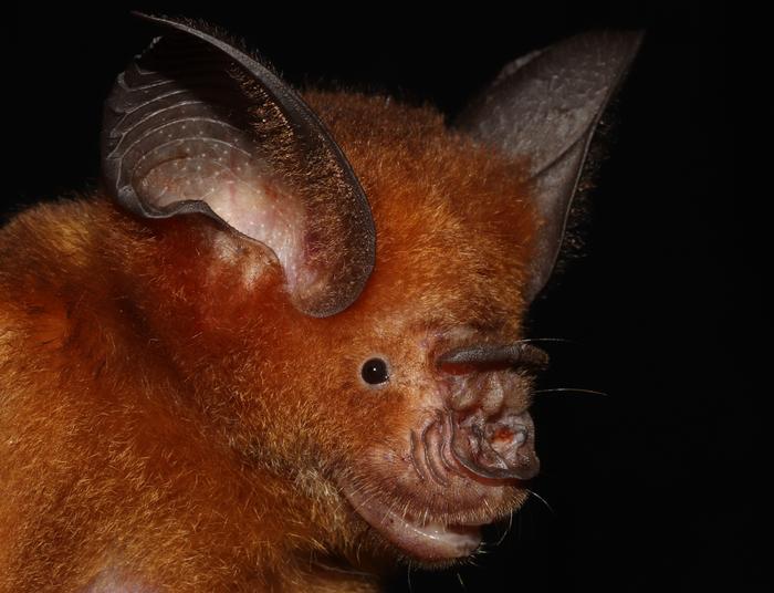 Hipposideros alongensis