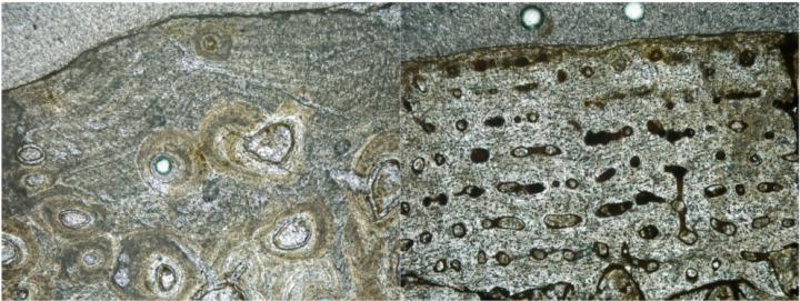 Two Palaeohistological Sections of Ornithopod Dinosaurs