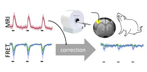 In vivo fiber-based metabolite detection in the rodent brain using fluorescence resonance energy transfer (FRET) sensors is feasible.