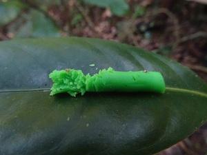 Green model of caterpillar