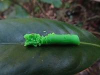Green model of caterpillar