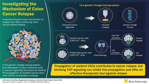 Investigating the Mechanism of Colon Cancer Relapse