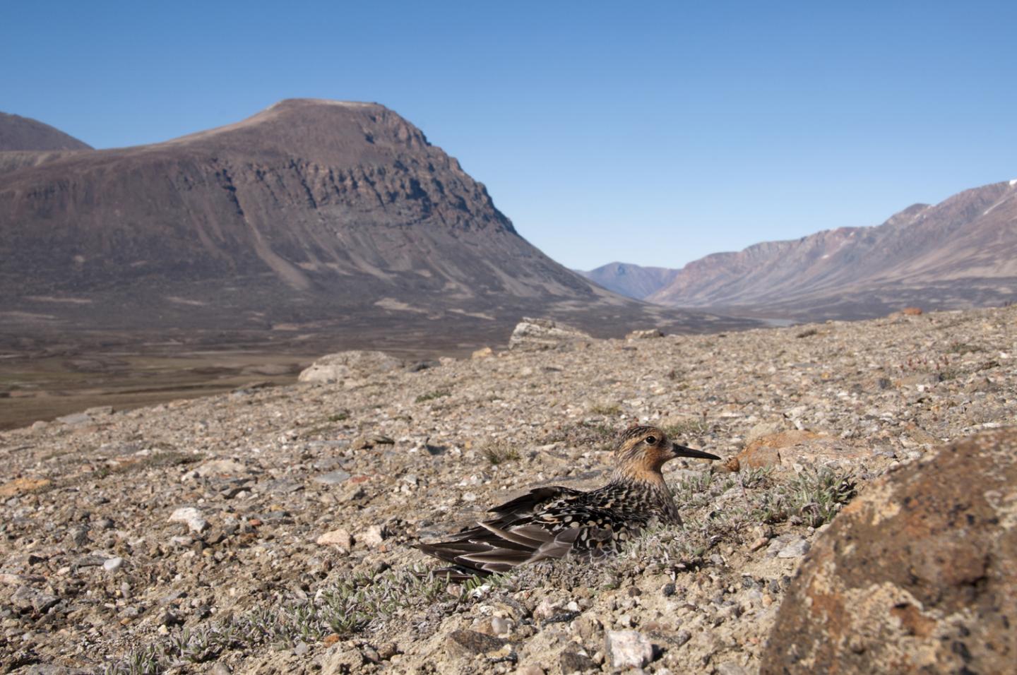 Incubating Red Knot in Greenland