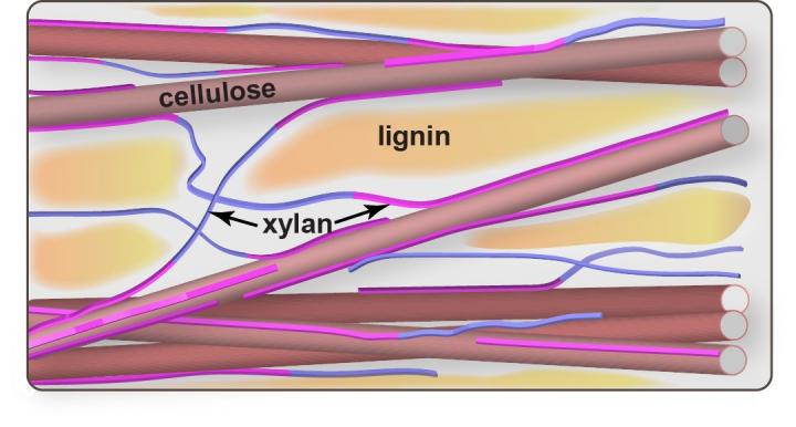 Corn Stalk at Molecular Level