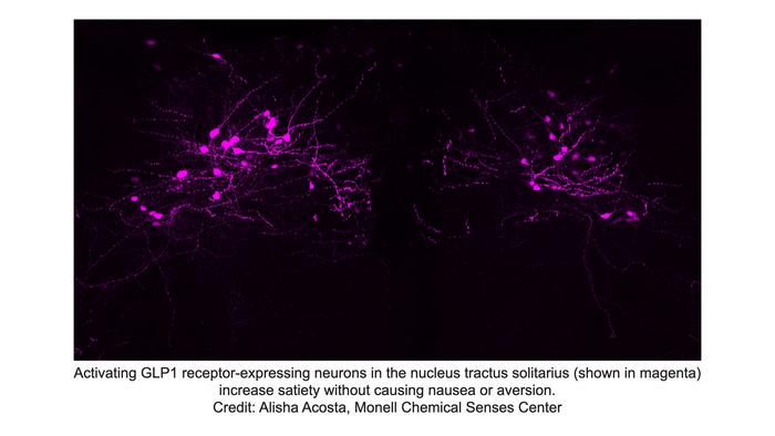 GLP1 receptor-expressing neurons