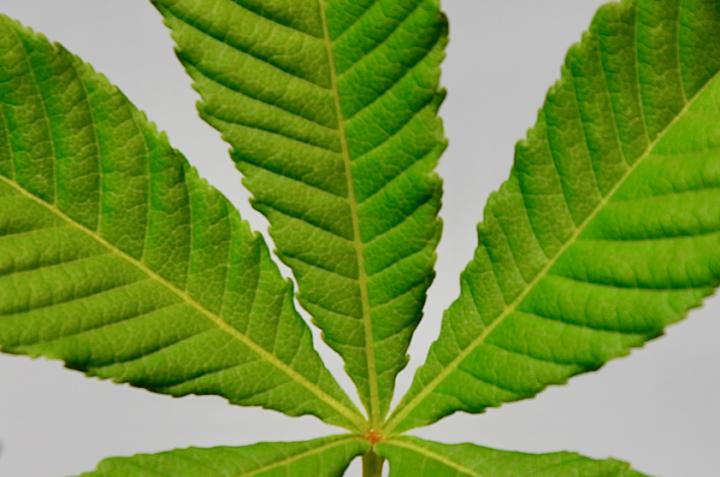 Chestnut Leaf with Visible Leaf Veins