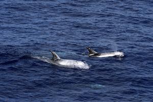 Risso's dolphins