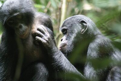 Bonobos