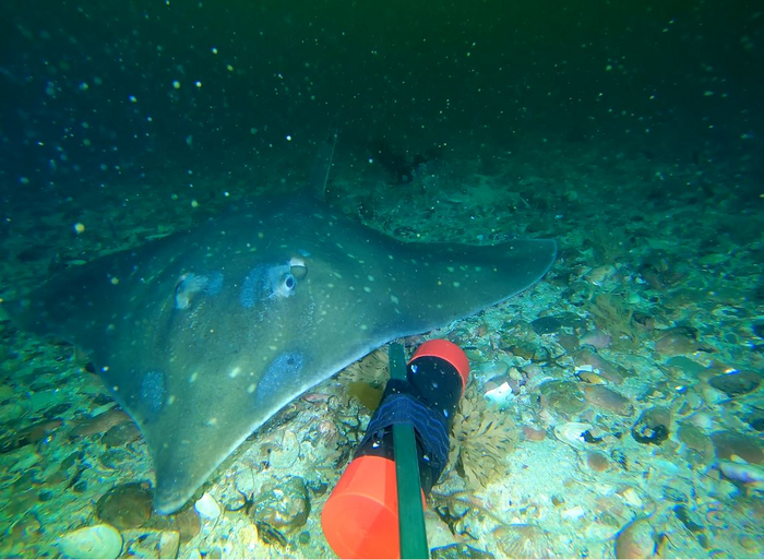 Common skate