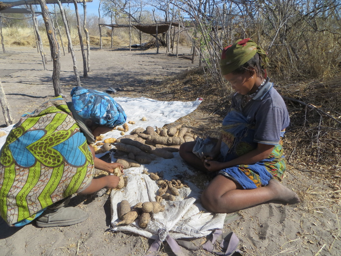 Women working hard to earn cash income by harvesting tubers for pharmaceutical companies,Nyae Nyae, 2016