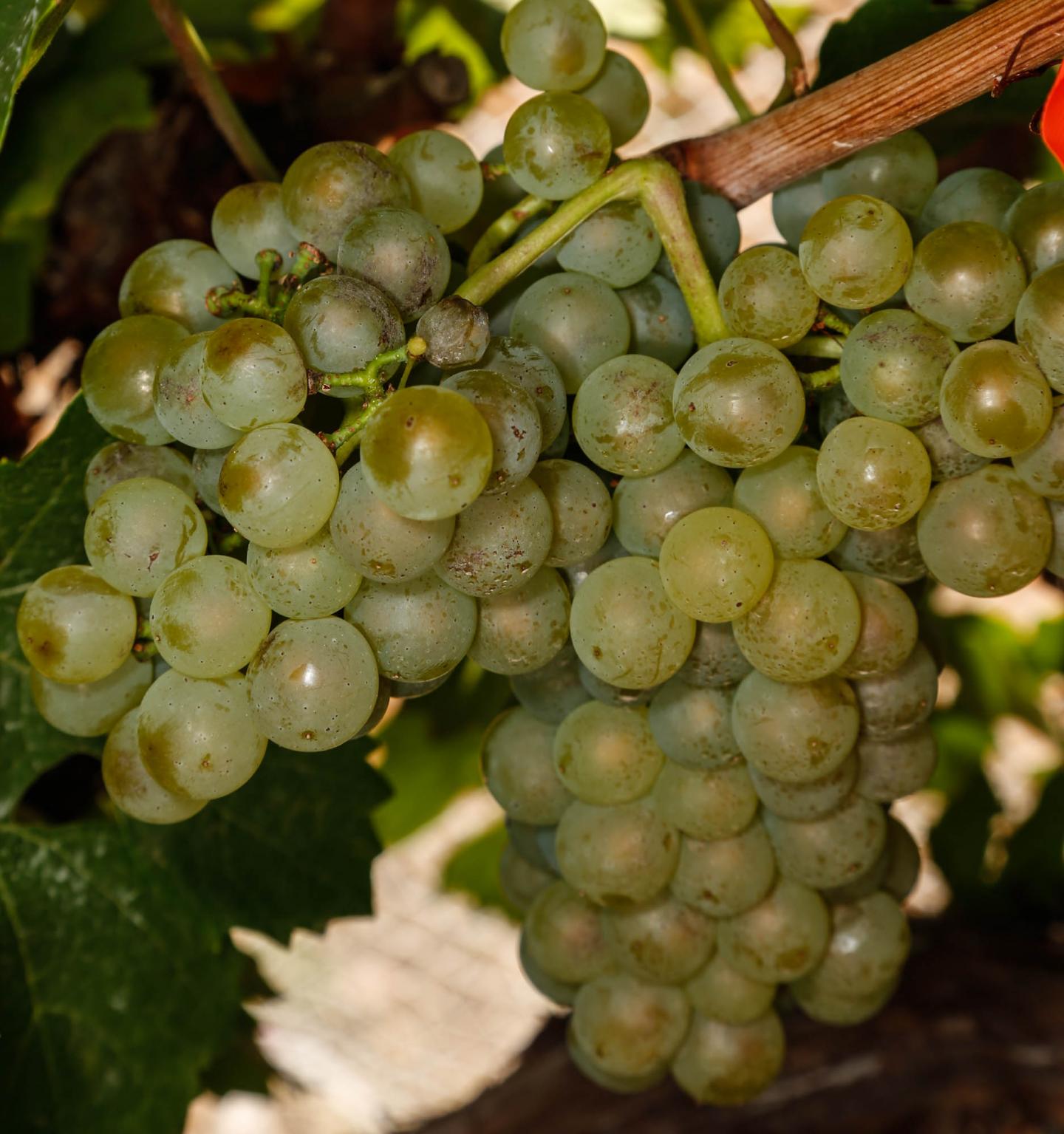 Assessing Powdery Mildews on Grapes