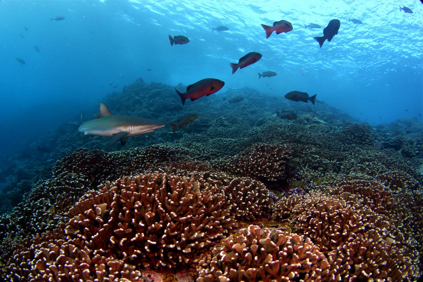 Southern Line Island Reef