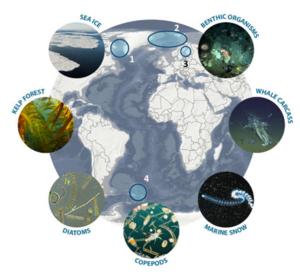 Map of SEA-Quester study areas and organisms