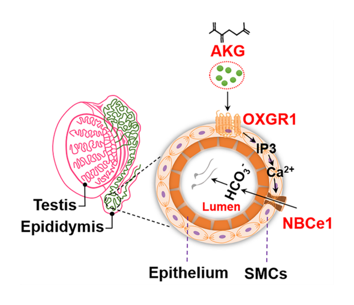 Role of α-ketoglutarate acid （AKG）and its receptor OXGR1 in male sperm maturation