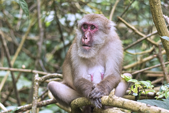 Elderly female Assamese macaque