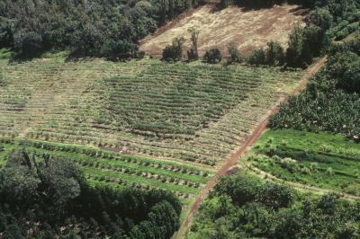 Transgenic vs. Nontransgenic