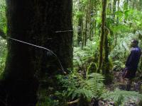 PNG Expedition Discovers Largest Trees at Extreme Altitudes