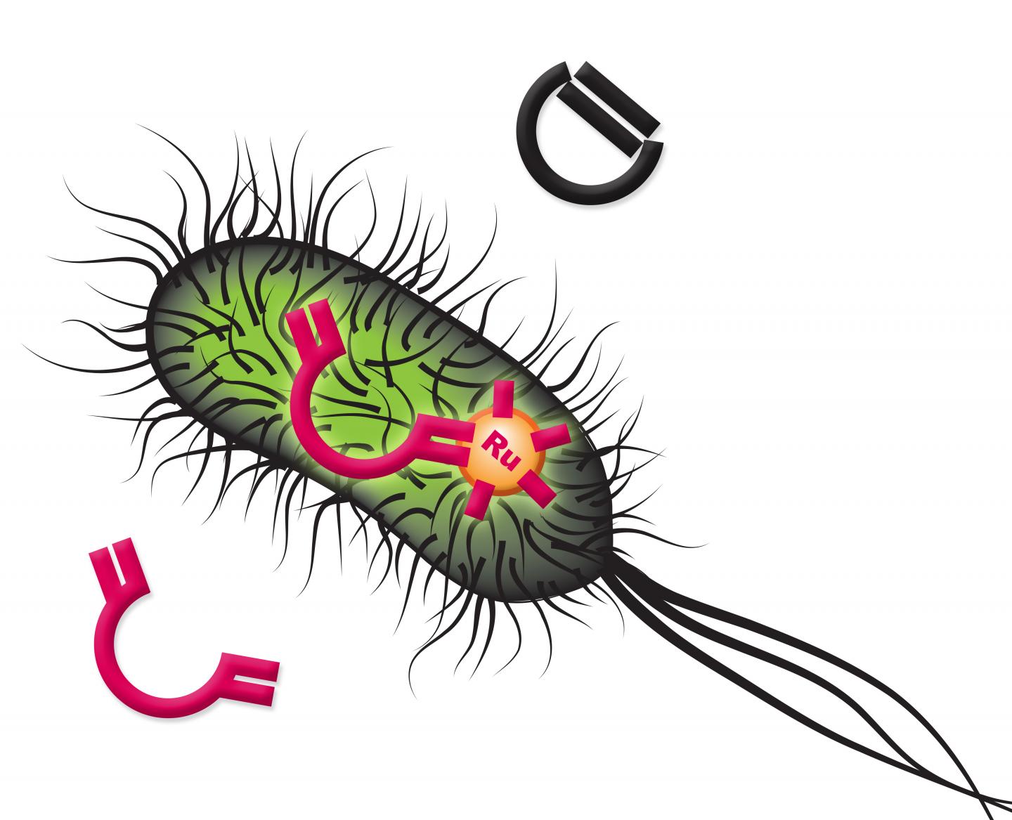 Olefin Metathesis Reaction in <i>E. coli</i>