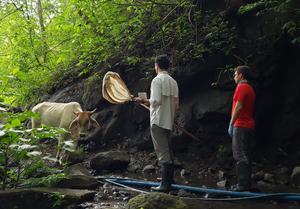 Cattle in forest