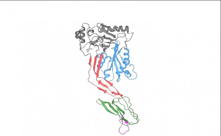 Pneumolysin Toxin