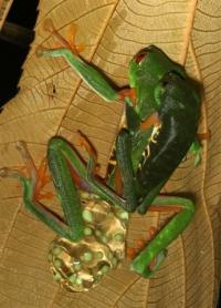 Red-eyed Treefrogs Laying Eggs on a Tree Above a Tropical Pond