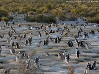 Penguins at Punta Tombo (1 of 3)