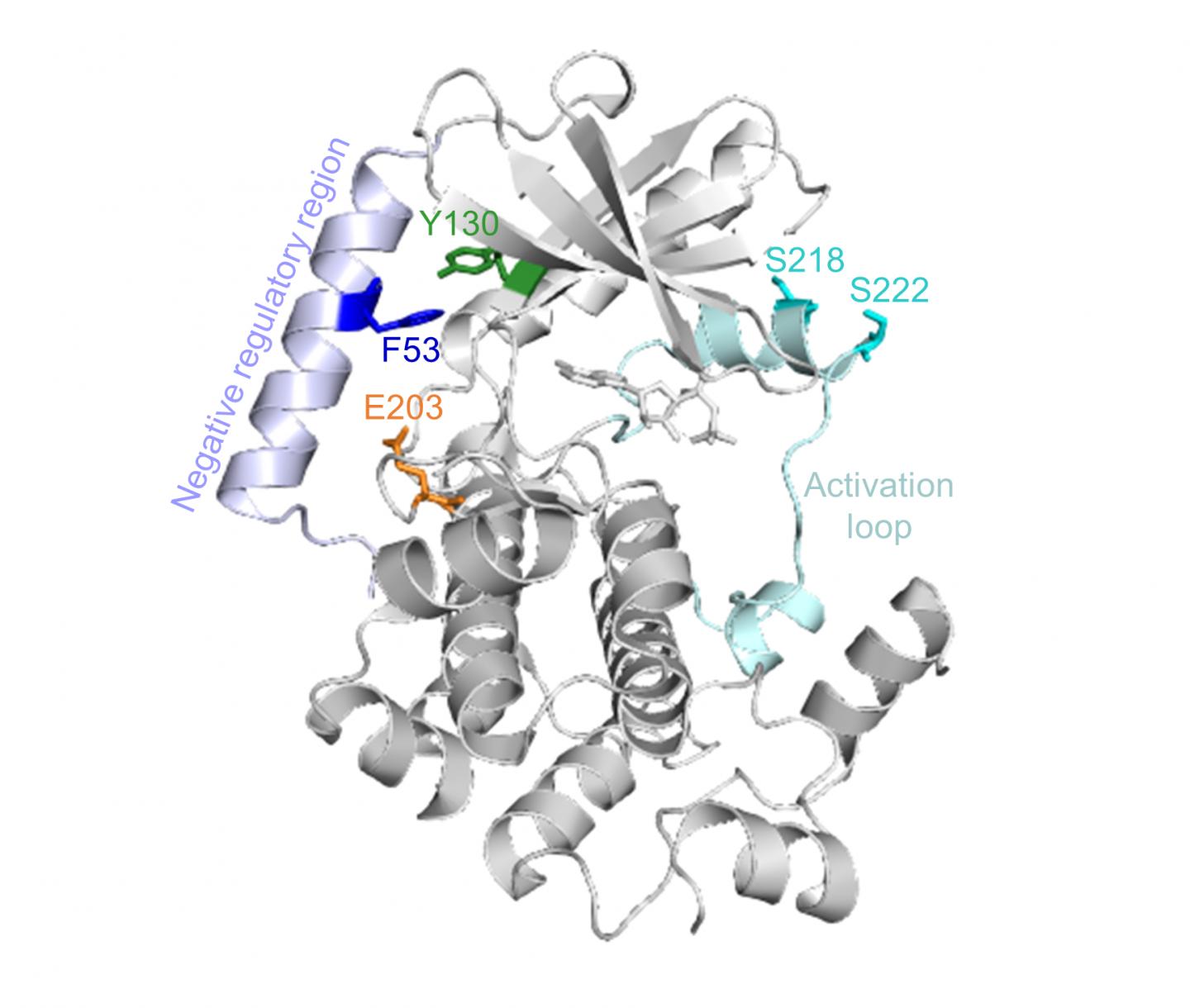 Enzyme MEK