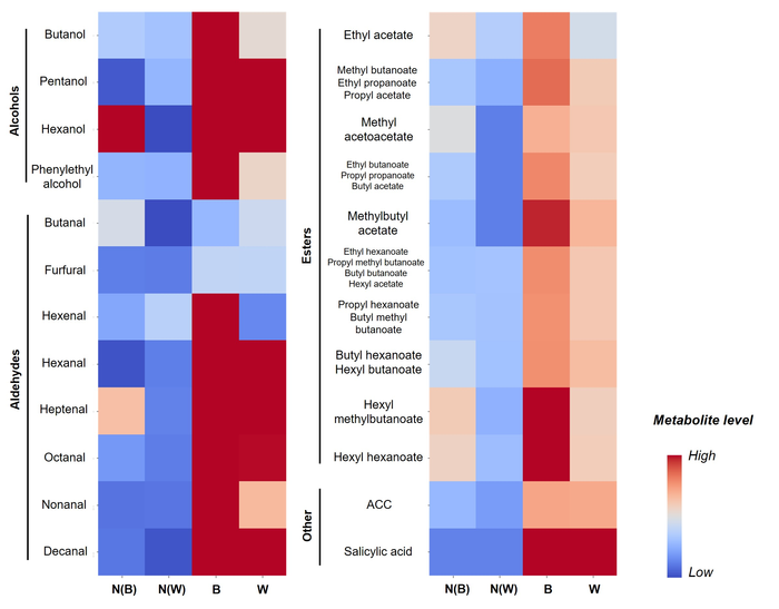 Figure 2. Comparison of metabolites level in the heatmap in each tissue located at the two regions corresponding to the border (N(B)) and watercore region (N(W)) in normal apple fruit and each tissue (border (B) and watercore (W) regions) in watercored ap