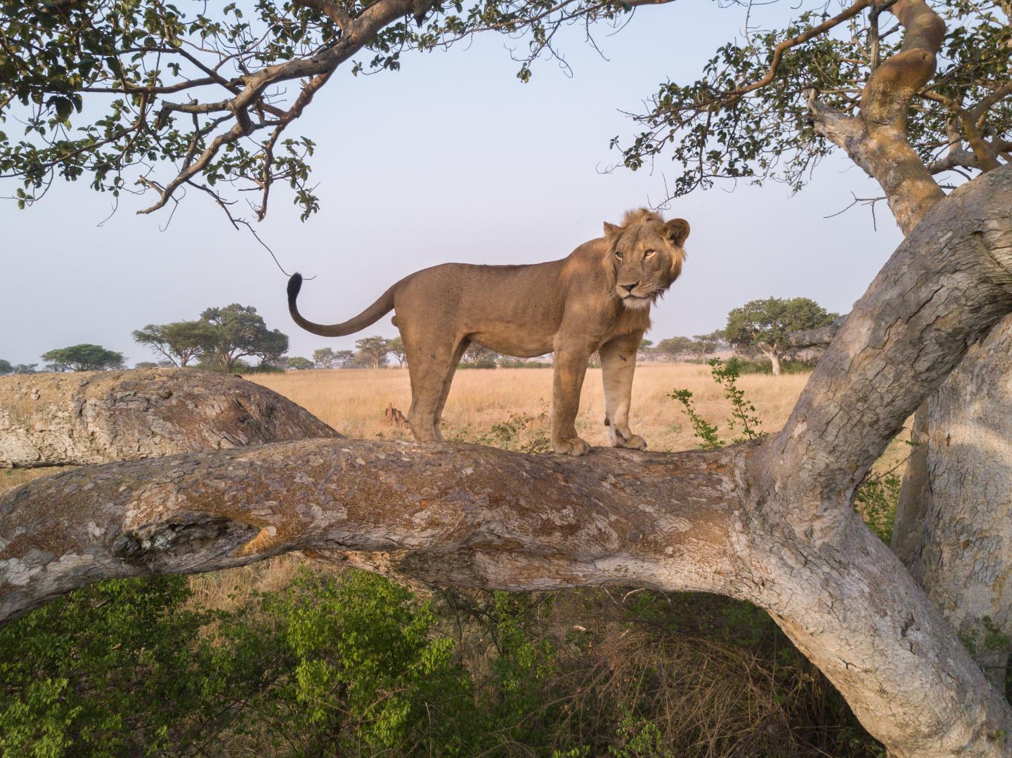 Jacob the Lion [IMAGE] EurekAlert! Science News Releases