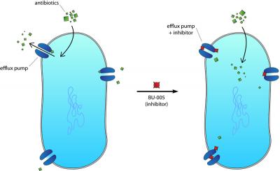 New Life for Old Antibiotics