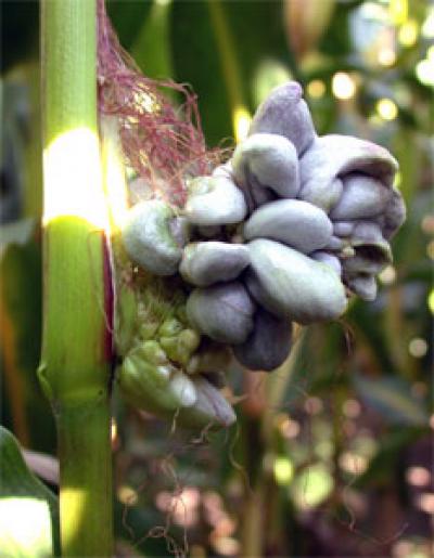 Maize as a Fungal Host