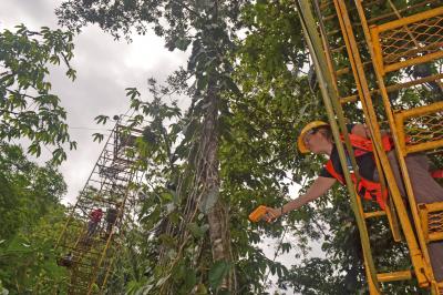 Warming Experiment in Tropical Forest