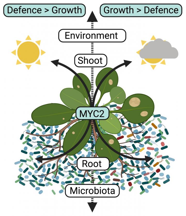 Model for root microbiota-induced growth-defense trade-off