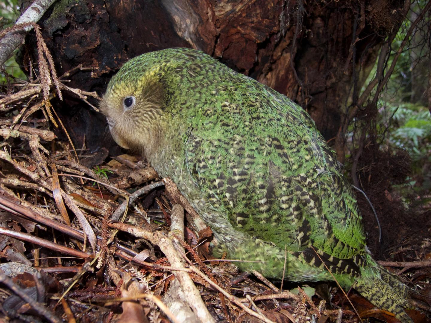 New Zealand Kakapo or Owl Parrot