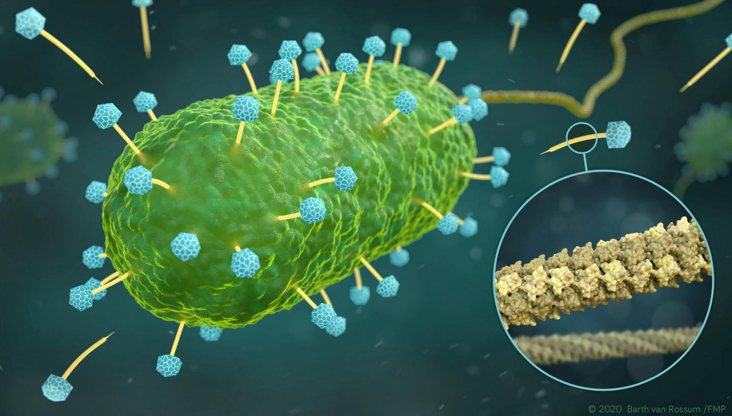Artistic representation of phages of the family Siphoviridae that infect a bacterial cell