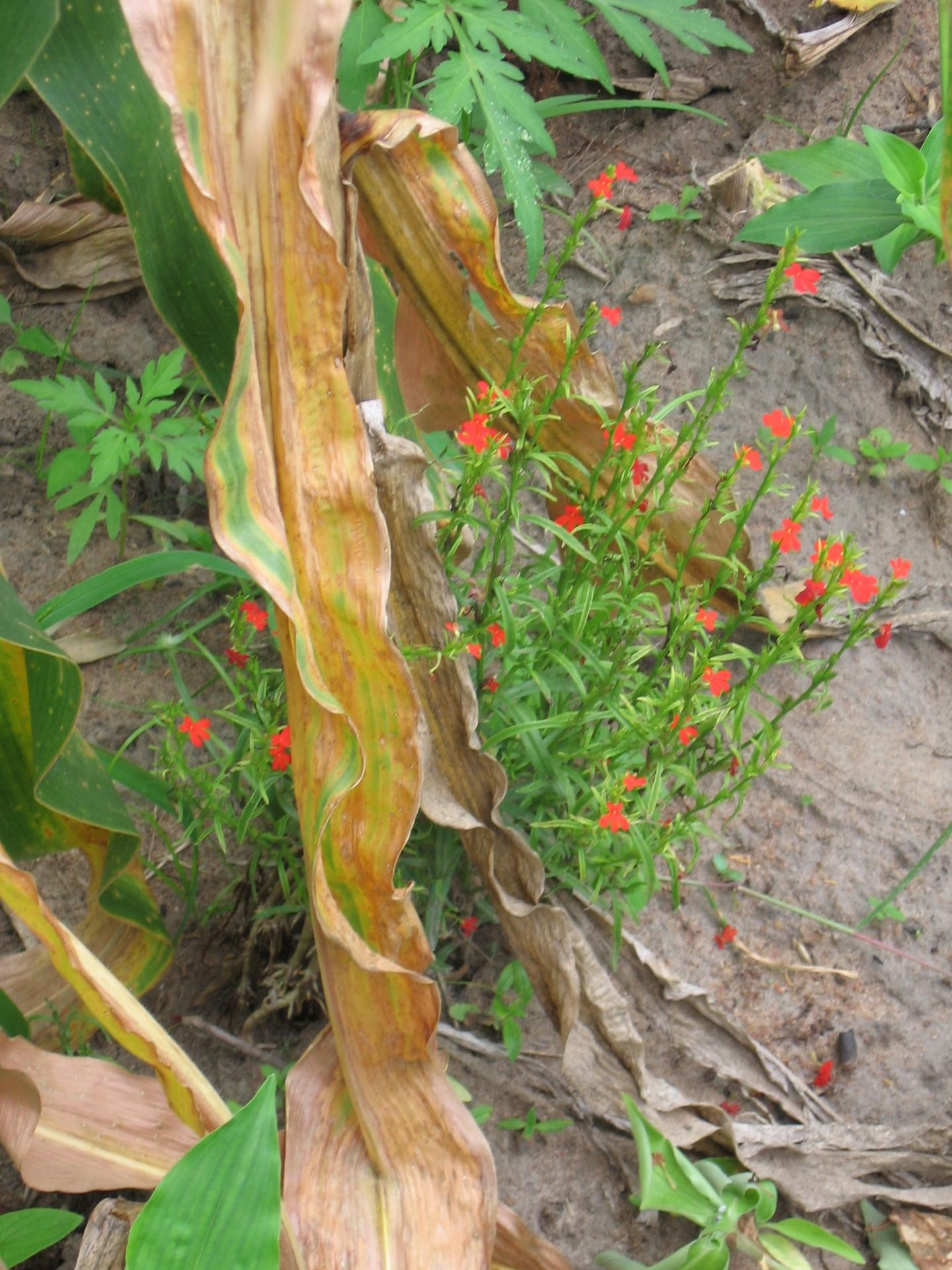 Striga Among Corn