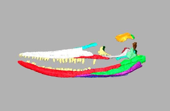 3D Reconstruction of Ichthyosaurus Skull