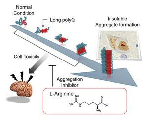 Mechanism of L-arginine effect